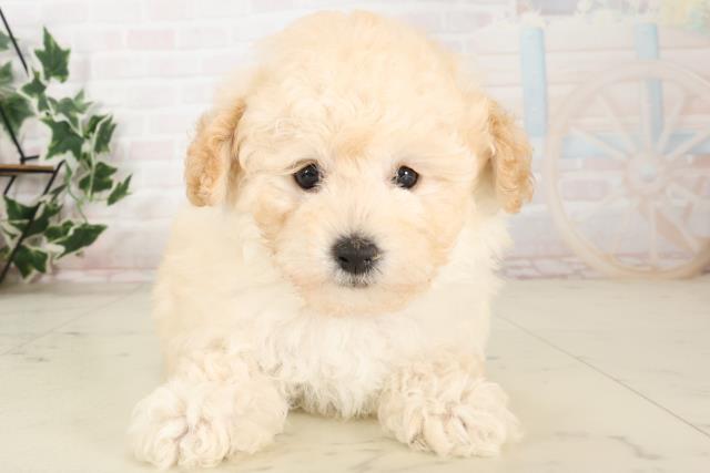 鹿児島県のトイプードル(トイ) (Coo&RIKU鹿児島店/2025年6月22日生まれ/男の子/クリーム)の子犬の1枚目の画像
