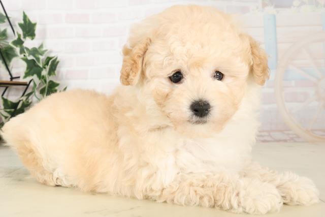 鹿児島県のトイプードル(トイ) (Coo&RIKU鹿児島店/2025年6月22日生まれ/男の子/クリーム)の子犬の2枚目の画像