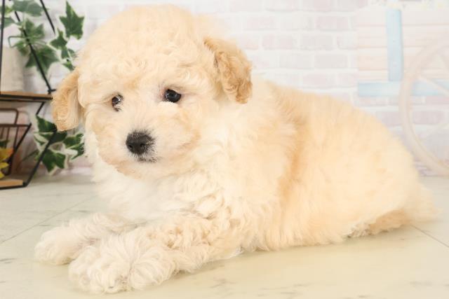 鹿児島県のトイプードル(トイ) (Coo&RIKU鹿児島店/2025年6月22日生まれ/男の子/クリーム)の子犬の3枚目の画像