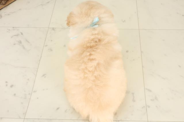 鹿児島県のトイプードル(トイ) (Coo&RIKU鹿児島店/2025年6月22日生まれ/男の子/クリーム)の子犬の4枚目の画像