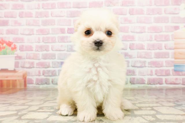 埼玉県のポメプー(ポメラニアン×プードル) (Coo&RIKUアニマルケアセンター大宮/2025年6月22日生まれ/男の子/クリーム)の子犬の1枚目の画像