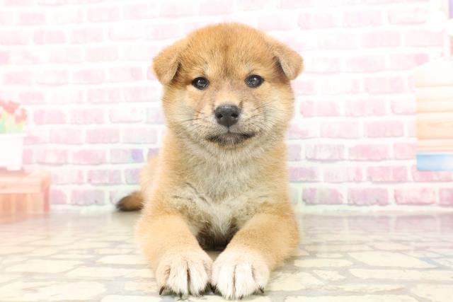 埼玉県の柴犬(標準サイズ) (Coo&RIKUアニマルケアセンター大宮/2025年6月19日生まれ/女の子/赤)の子犬の1枚目の画像