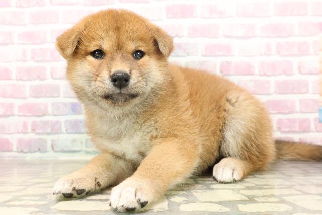 埼玉県の柴犬(標準サイズ) (Coo&RIKUアニマルケアセンター大宮/2025年6月19日生まれ/女の子/赤)の子犬の2枚目の画像