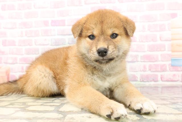 埼玉県の柴犬(標準サイズ) (Coo&RIKUアニマルケアセンター大宮/2025年6月19日生まれ/女の子/赤)の子犬の3枚目の画像
