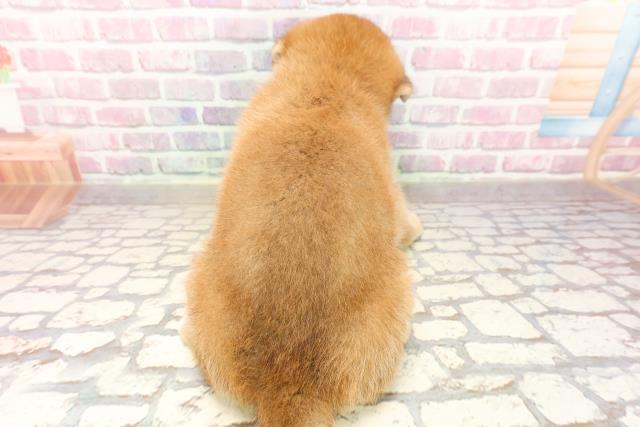埼玉県の柴犬(標準サイズ) (Coo&RIKUアニマルケアセンター大宮/2025年6月19日生まれ/女の子/赤)の子犬の4枚目の画像