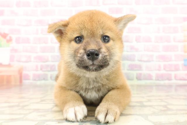 埼玉県の柴犬(標準サイズ) (Coo&RIKUアニマルケアセンター大宮/2025年6月19日生まれ/女の子/赤)の子犬の1枚目の画像