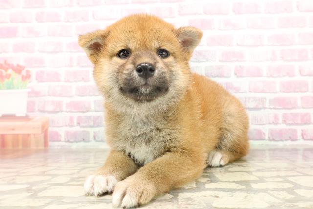 埼玉県の柴犬(標準サイズ) (Coo&RIKUアニマルケアセンター大宮/2025年6月19日生まれ/女の子/赤)の子犬の2枚目の画像