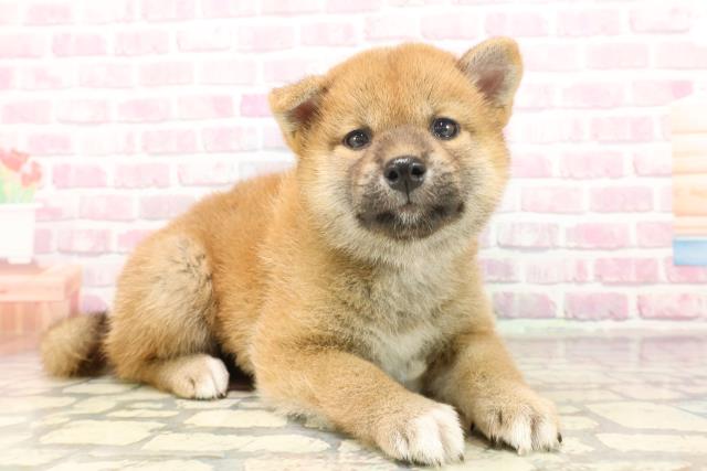 埼玉県の柴犬(標準サイズ) (Coo&RIKUアニマルケアセンター大宮/2025年6月19日生まれ/女の子/赤)の子犬の3枚目の画像