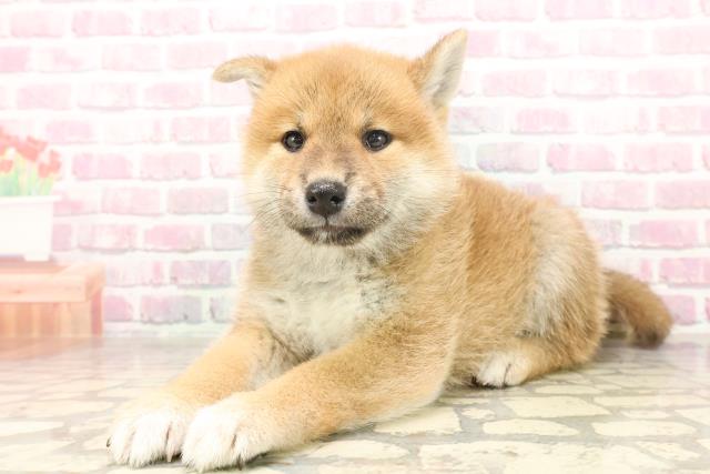 埼玉県の柴犬(標準サイズ) (Coo&RIKUアニマルケアセンター大宮/2025年6月19日生まれ/男の子/赤)の子犬の2枚目の画像