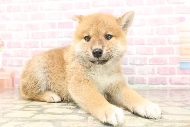 埼玉県の柴犬(標準サイズ) (Coo&RIKUアニマルケアセンター大宮/2025年6月19日生まれ/男の子/赤)の子犬の3枚目の画像