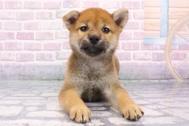 兵庫県の柴犬(標準サイズ) (Coo&RIKU姫路店/2025年6月22日生まれ/女の子/赤)の子犬の1枚目の画像
