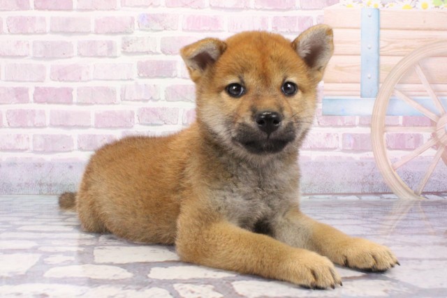 兵庫県の柴犬(標準サイズ) (Coo&RIKU姫路店/2025年6月22日生まれ/女の子/赤)の子犬の2枚目の画像