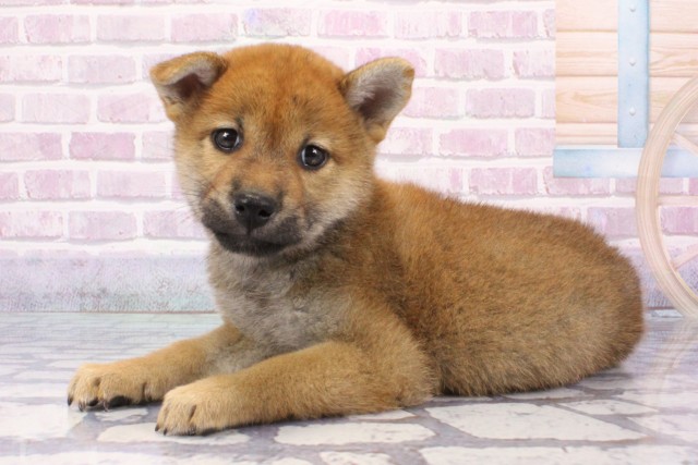兵庫県の柴犬(標準サイズ) (Coo&RIKU姫路店/2025年6月22日生まれ/女の子/赤)の子犬の3枚目の画像