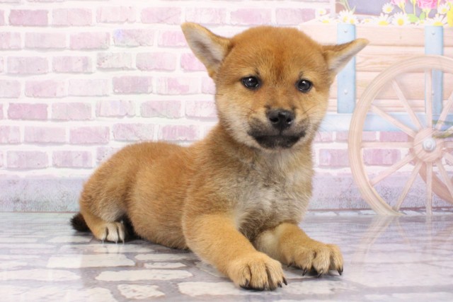 大阪府の柴犬(標準サイズ) (Coo&RIKU枚方店/2025年6月22日生まれ/女の子/赤)の子犬の2枚目の画像