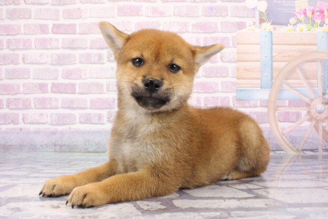 大阪府の柴犬(標準サイズ) (Coo&RIKU枚方店/2025年6月22日生まれ/女の子/赤)の子犬の3枚目の画像