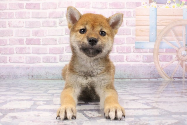 大阪府の柴犬(標準サイズ) (Coo&RIKU松原店/2025年6月22日生まれ/女の子/赤)の子犬の1枚目の画像