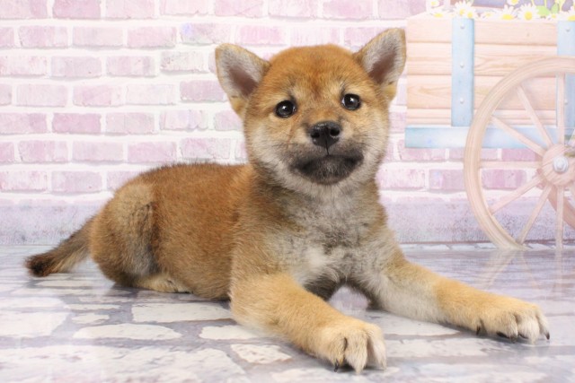 大阪府の柴犬(標準サイズ) (Coo&RIKU松原店/2025年6月22日生まれ/女の子/赤)の子犬の2枚目の画像