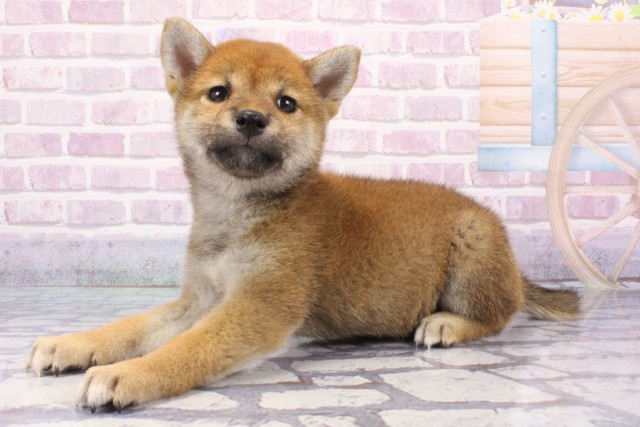 大阪府の柴犬(標準サイズ) (Coo&RIKU松原店/2025年6月22日生まれ/女の子/赤)の子犬の3枚目の画像