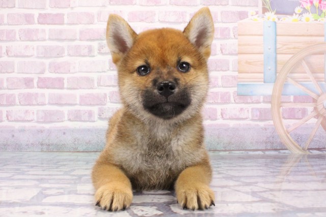 大阪府の柴犬(標準サイズ) (Coo&RIKU枚方店/2025年6月22日生まれ/男の子/赤)の子犬の1枚目の画像
