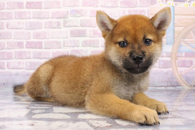 大阪府の柴犬(標準サイズ) (Coo&RIKU枚方店/2025年6月22日生まれ/男の子/赤)の子犬の2枚目の画像