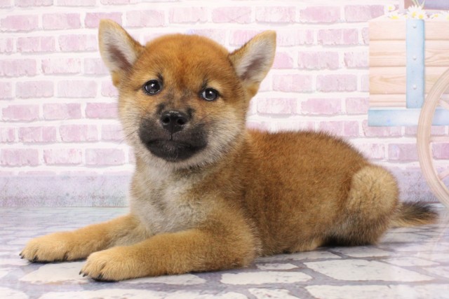 大阪府の柴犬(標準サイズ) (Coo&RIKU枚方店/2025年6月22日生まれ/男の子/赤)の子犬の3枚目の画像
