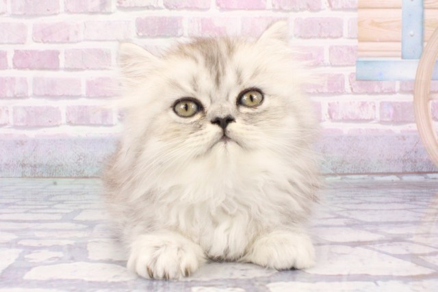 兵庫県のペルシャ (Coo&RIKU丹波店/2025年6月21日生まれ/男の子/シェーデットシルバー)の子猫の1枚目の画像