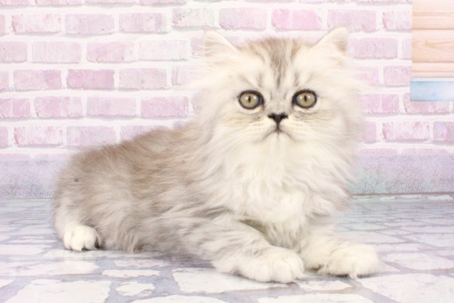 兵庫県のペルシャ (Coo&RIKU丹波店/2025年6月21日生まれ/男の子/シェーデットシルバー)の子猫の2枚目の画像