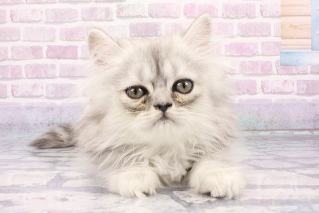 大阪府のペルシャ (Coo&RIKU枚方店/2025年6月21日生まれ/男の子/シェーデットシルバー)の子猫の1枚目の画像