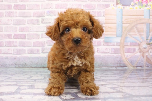 兵庫県のティーカッププードル (Coo&RIKU丹波店/2025年6月18日生まれ/女の子/レッド)の子犬の1枚目の画像