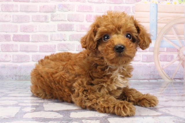 兵庫県のティーカッププードル (Coo&RIKU丹波店/2025年6月18日生まれ/女の子/レッド)の子犬の2枚目の画像