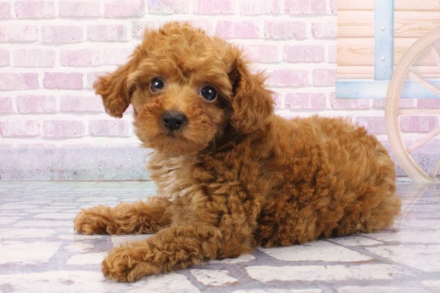 兵庫県のティーカッププードル (Coo&RIKU丹波店/2025年6月18日生まれ/女の子/レッド)の子犬の3枚目の画像