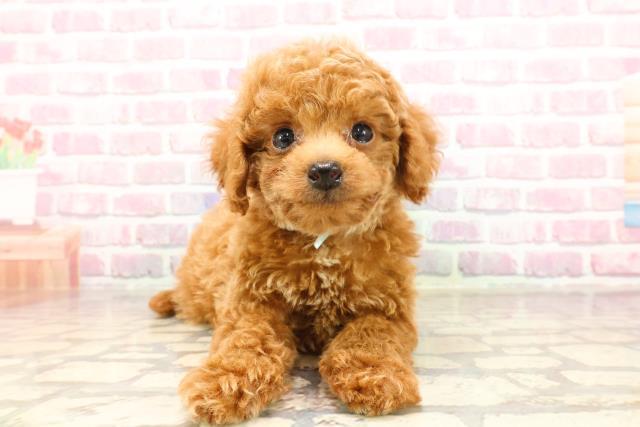 沖縄県のトイプードル(トイ) (Coo&RIKUイオン北谷店/2025年5月25日生まれ/男の子/レッド)の子犬の1枚目の画像