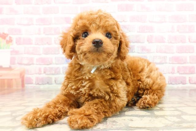 沖縄県のトイプードル(トイ) (Coo&RIKUイオン北谷店/2025年5月25日生まれ/男の子/レッド)の子犬の2枚目の画像