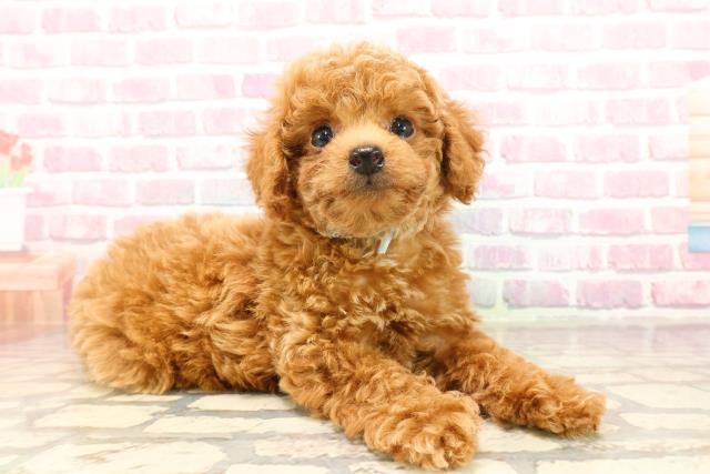 沖縄県のトイプードル(トイ) (Coo&RIKUイオン北谷店/2025年5月25日生まれ/男の子/レッド)の子犬の3枚目の画像
