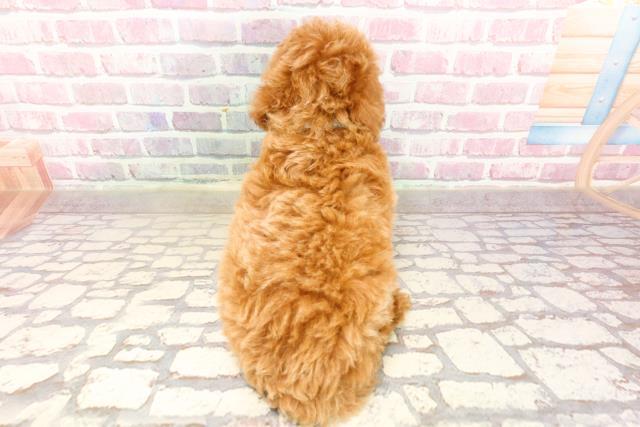 沖縄県のトイプードル(トイ) (Coo&RIKUイオン北谷店/2025年5月25日生まれ/男の子/レッド)の子犬の4枚目の画像