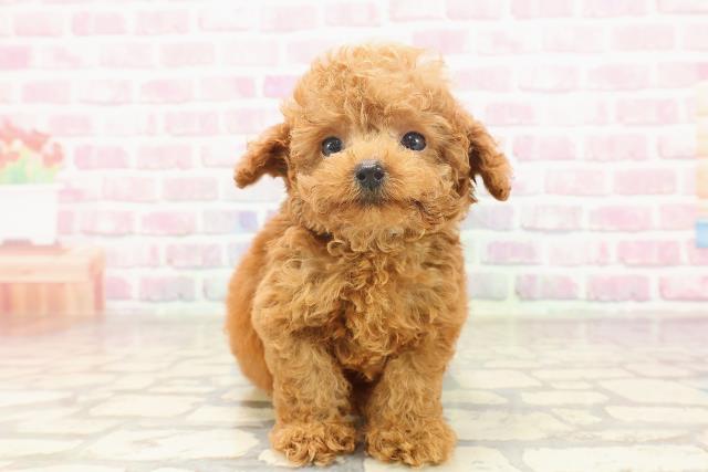 東京都のティーカッププードル (Coo&RIKU中野サンモール店/2025年6月22日生まれ/男の子/レッド)の子犬の1枚目の画像
