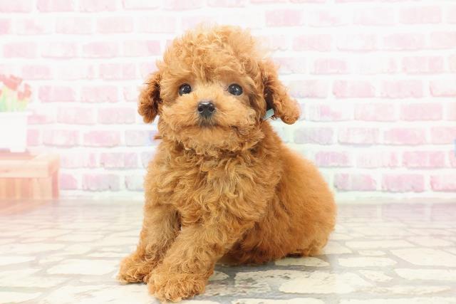 東京都のティーカッププードル (Coo&RIKU中野サンモール店/2025年6月22日生まれ/男の子/レッド)の子犬の2枚目の画像