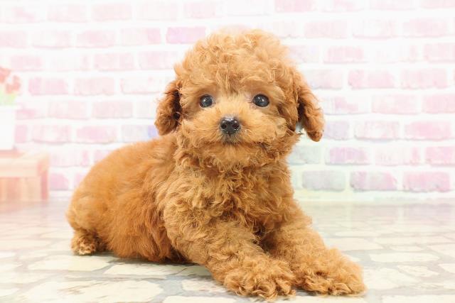 東京都のティーカッププードル (Coo&RIKU中野サンモール店/2025年6月22日生まれ/男の子/レッド)の子犬の3枚目の画像