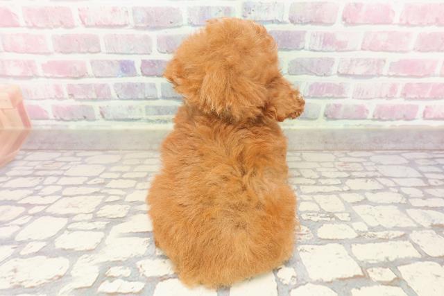 東京都のティーカッププードル (Coo&RIKU中野サンモール店/2025年6月22日生まれ/男の子/レッド)の子犬の4枚目の画像