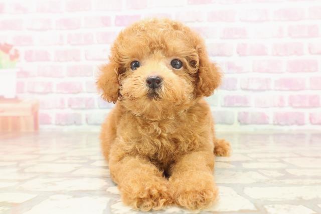 東京都のティーカッププードル (Coo&RIKU池袋西口店/2025年6月22日生まれ/男の子/レッド)の子犬の1枚目の画像