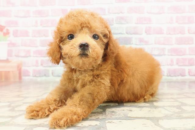 東京都のティーカッププードル (Coo&RIKU池袋西口店/2025年6月22日生まれ/男の子/レッド)の子犬の2枚目の画像