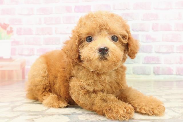 東京都のティーカッププードル (Coo&RIKU池袋西口店/2025年6月22日生まれ/男の子/レッド)の子犬の3枚目の画像