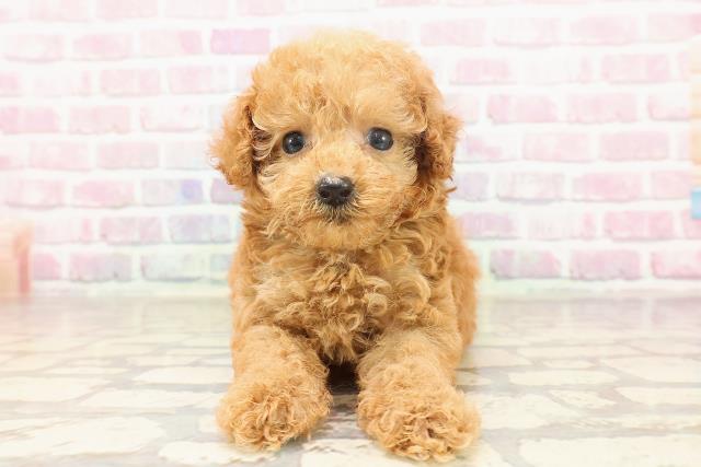 東京都のティーカッププードル (Coo&RIKU新宿三丁目店/2025年6月22日生まれ/女の子/レッド)の子犬の1枚目の画像