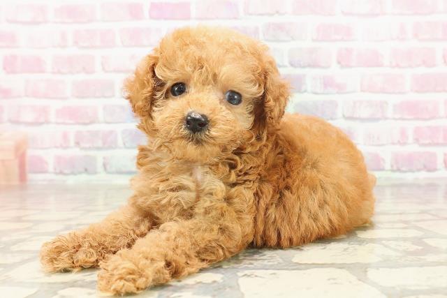 東京都のティーカッププードル (Coo&RIKU新宿三丁目店/2025年6月22日生まれ/女の子/レッド)の子犬の2枚目の画像