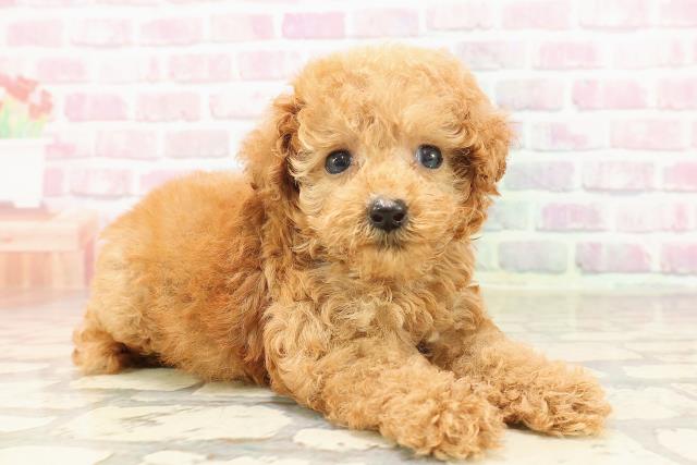 東京都のティーカッププードル (Coo&RIKU新宿三丁目店/2025年6月22日生まれ/女の子/レッド)の子犬の3枚目の画像