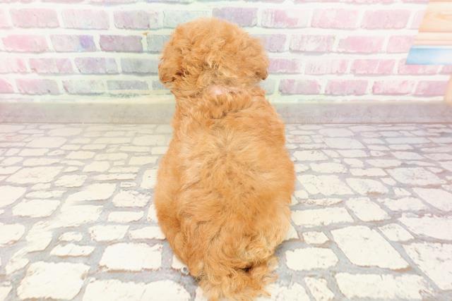 東京都のティーカッププードル (Coo&RIKU新宿三丁目店/2025年6月22日生まれ/女の子/レッド)の子犬の4枚目の画像