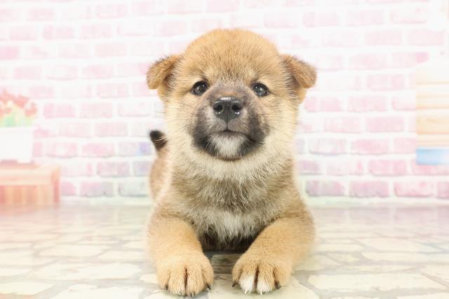 柴犬