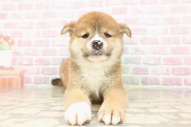 広島県の柴犬(標準サイズ) (Coo&RIKU東広島店/2025年6月23日生まれ/男の子/赤)の子犬の1枚目の画像