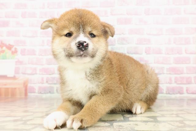 広島県の柴犬(標準サイズ) (Coo&RIKU東広島店/2025年6月23日生まれ/男の子/赤)の子犬の2枚目の画像