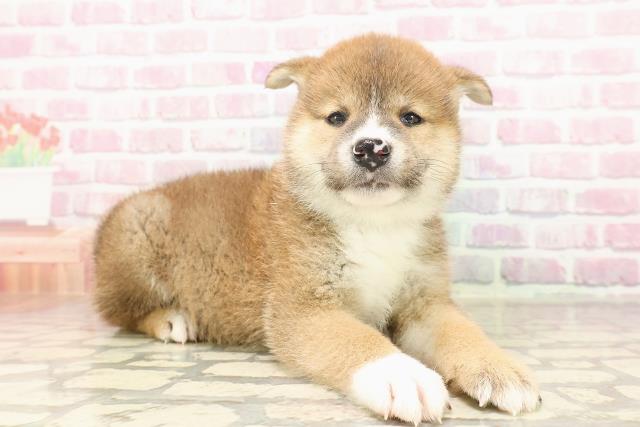 広島県の柴犬(標準サイズ) (Coo&RIKU東広島店/2025年6月23日生まれ/男の子/赤)の子犬の3枚目の画像
